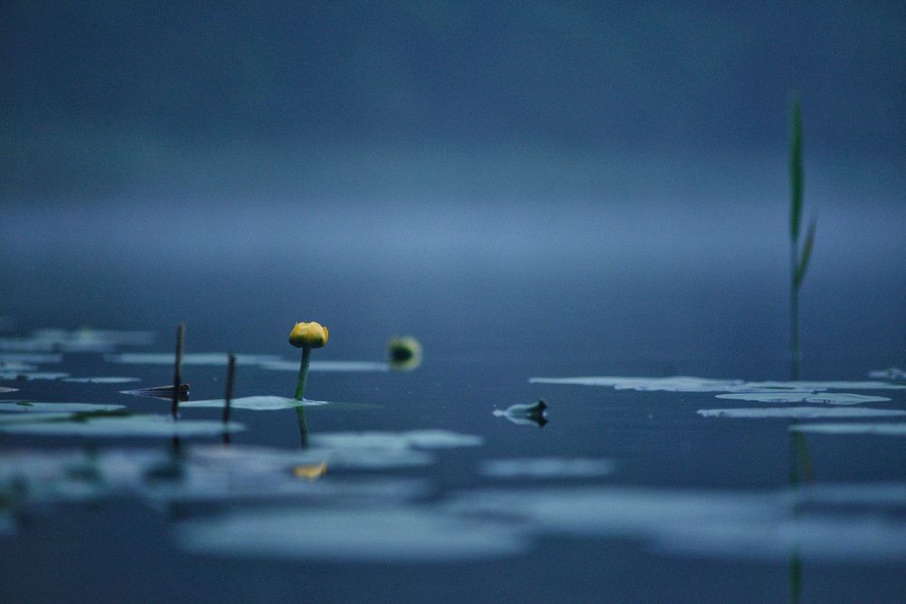 Photograph by Леликов-Кузьменко Владимир