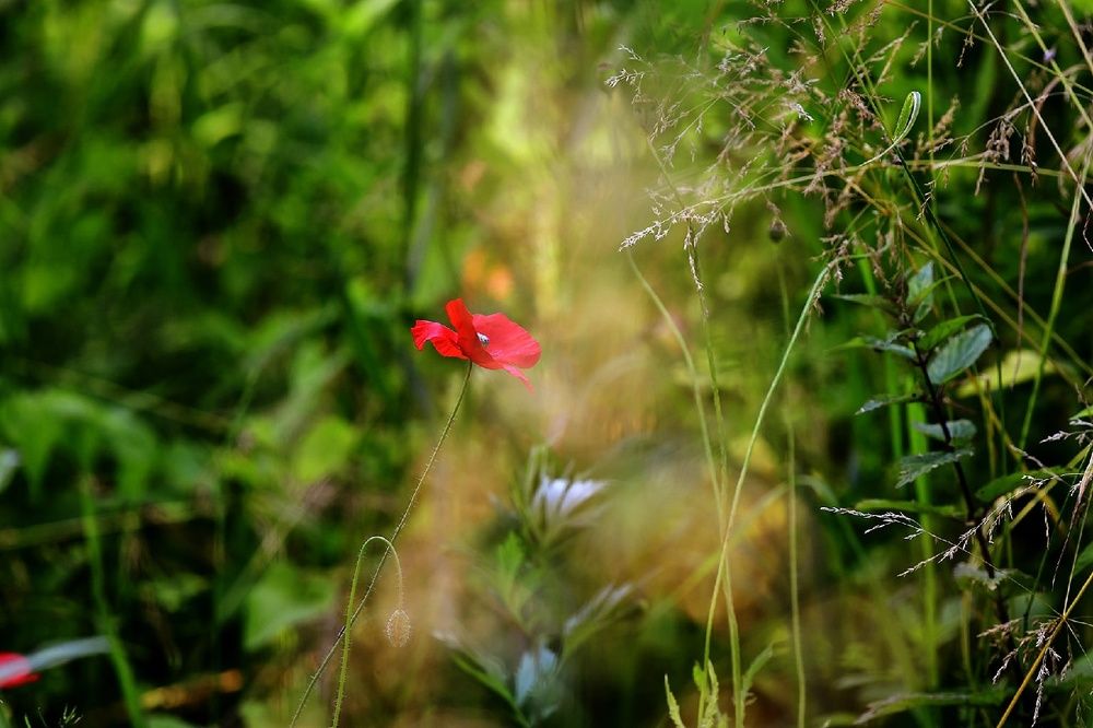 Photograph by Елена