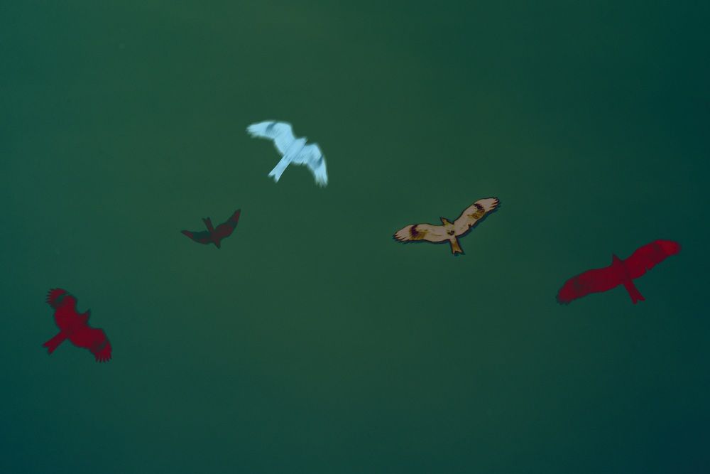 Photograph by Анастасия Хованская