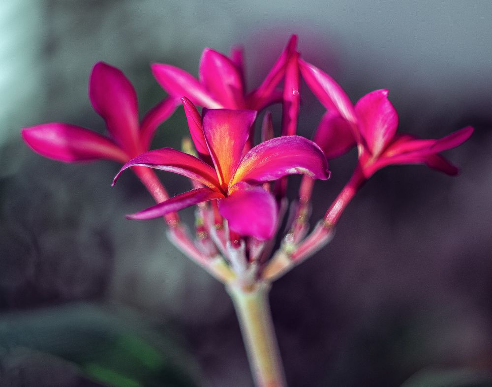 Фотография автора Oxana Berezovskaya