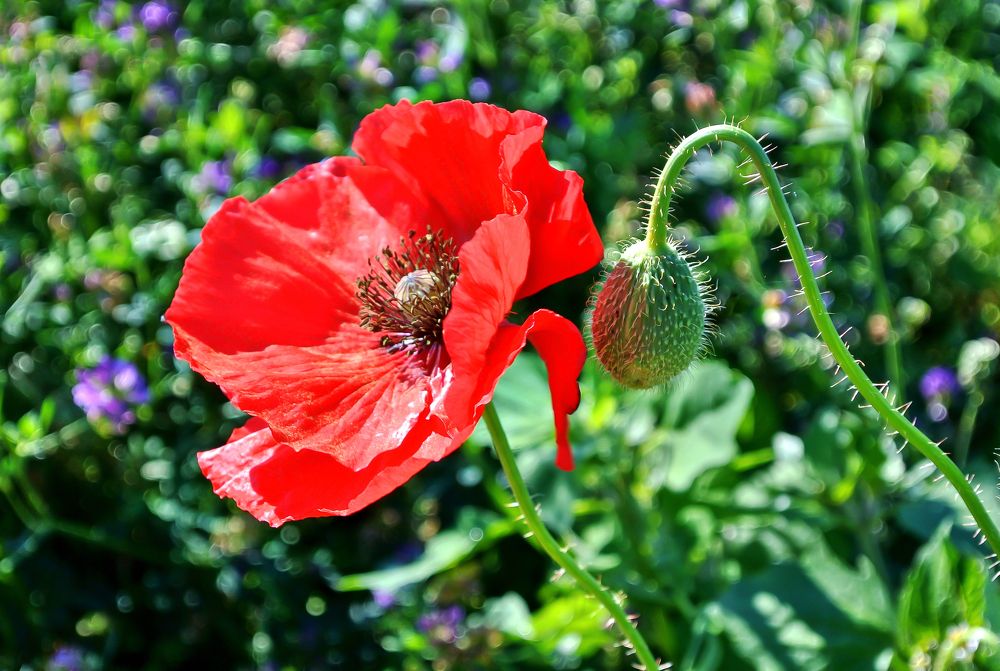 Photograph by Ivars Andrups