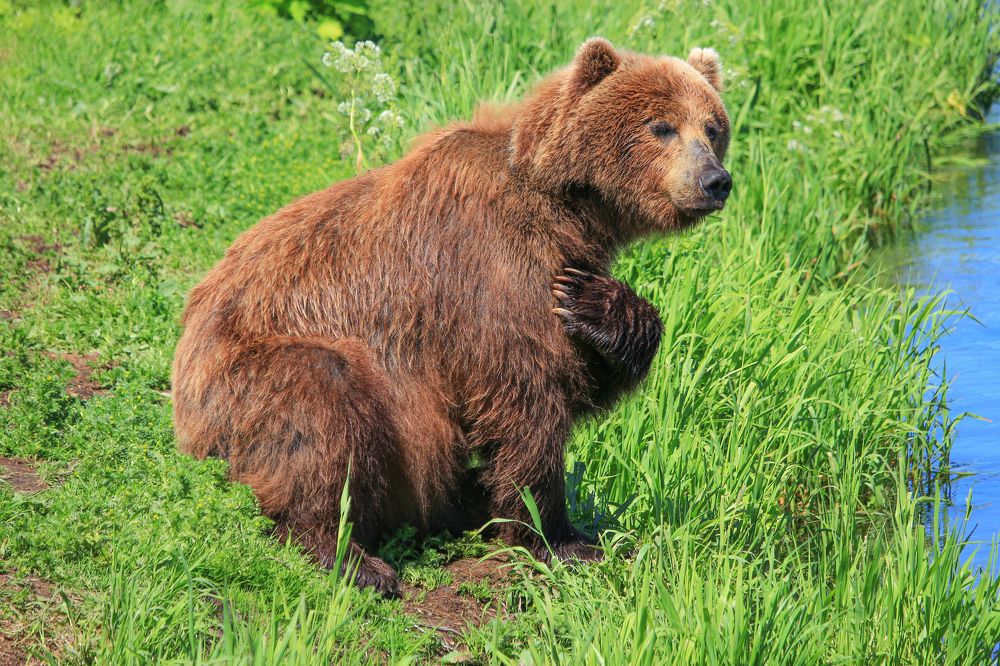 Хищник - это я!