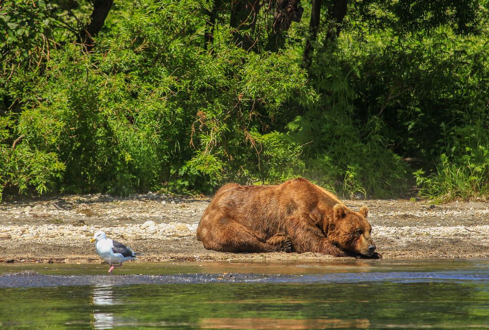 Пока хищник спит...