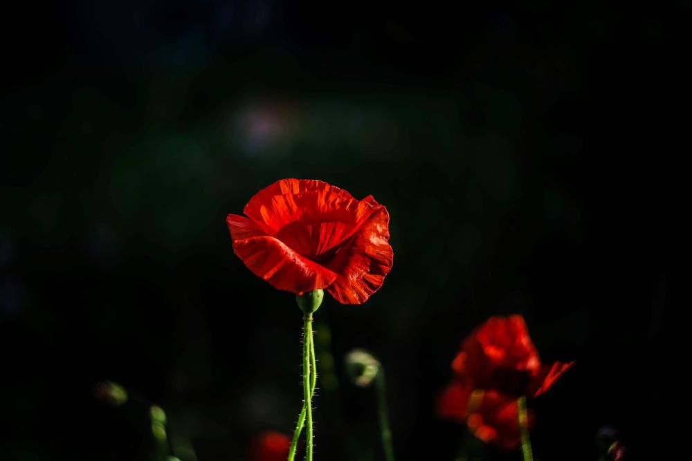 Photograph by Наталья Лещинская