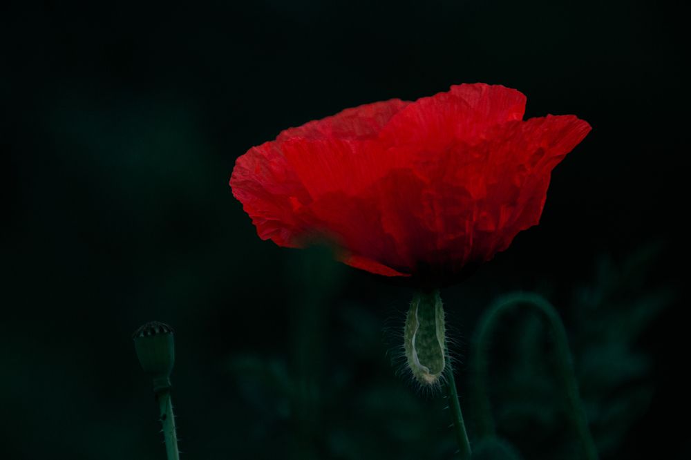 Фотография автора OXANA MARSOVA