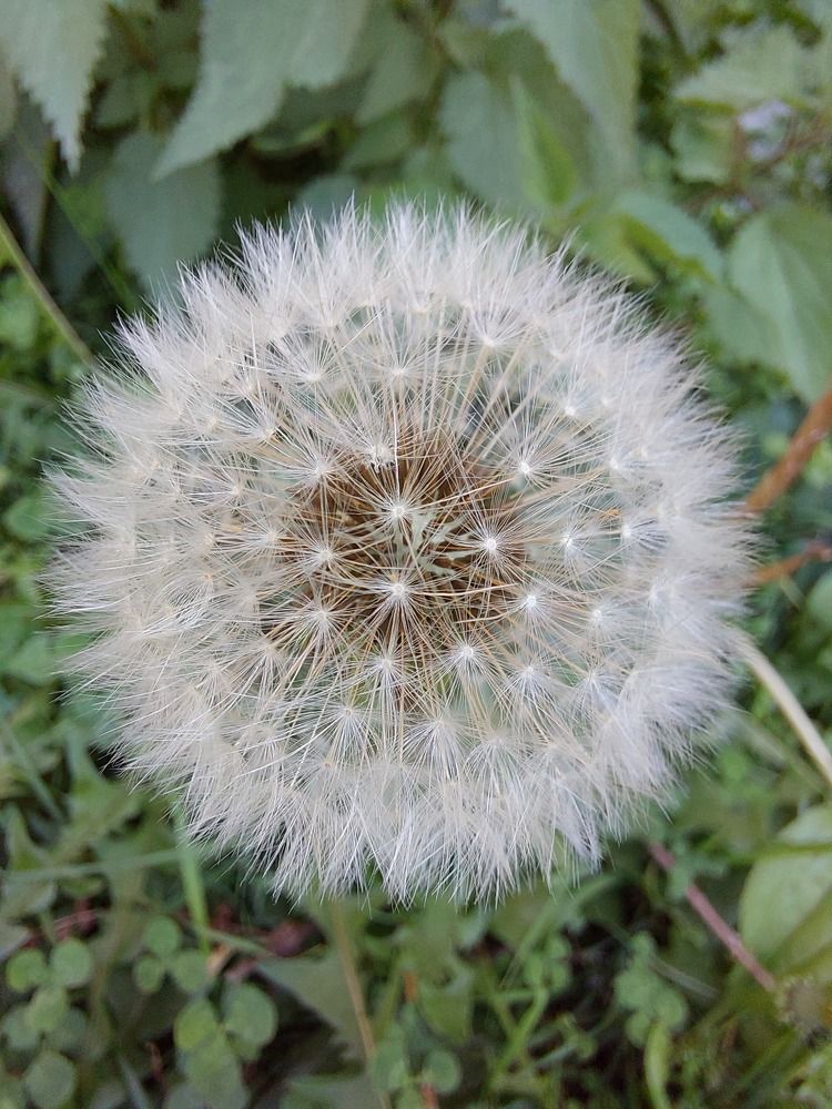 Photograph by Soumya Seal