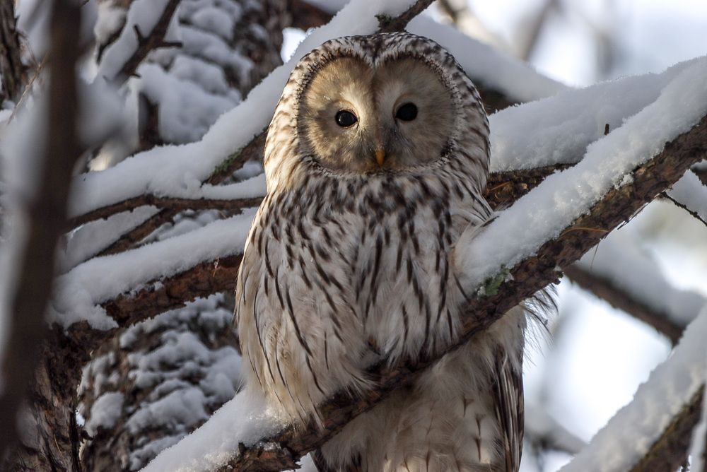 Photograph by Ирина Лисовец