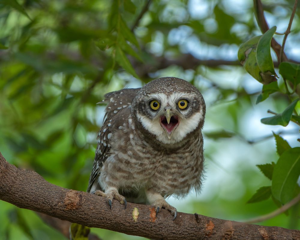 Photograph by Ashish Patil