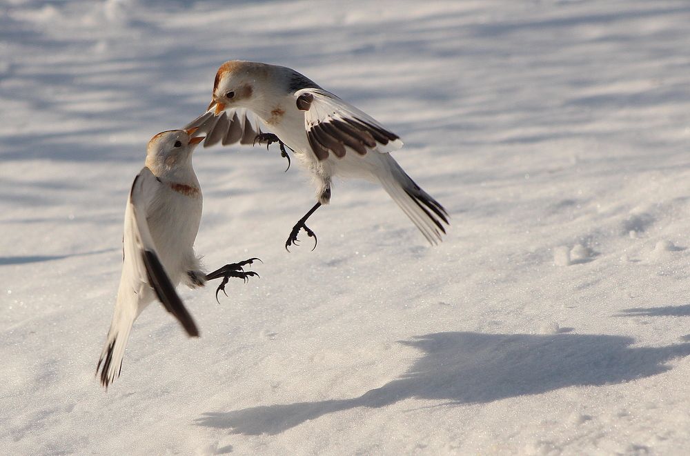 Серьезный разговор