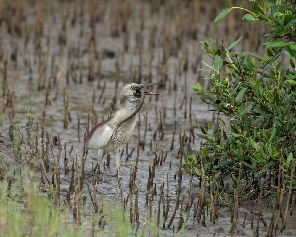 Photograph by Ashish Patil