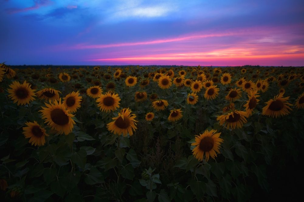 Фотография автора Андрей Врубель
