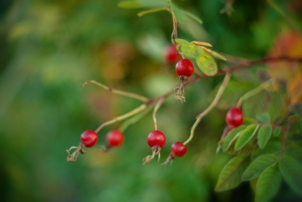 Северный шиповник