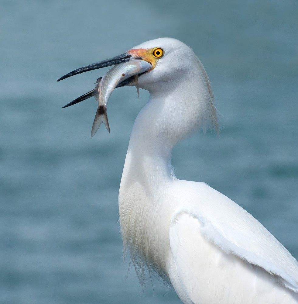 Great Egret