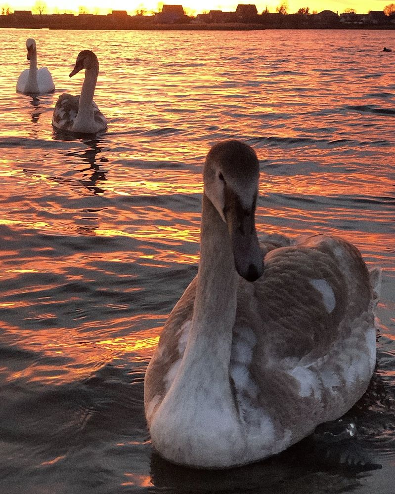 Photograph by Halina Mitsevich