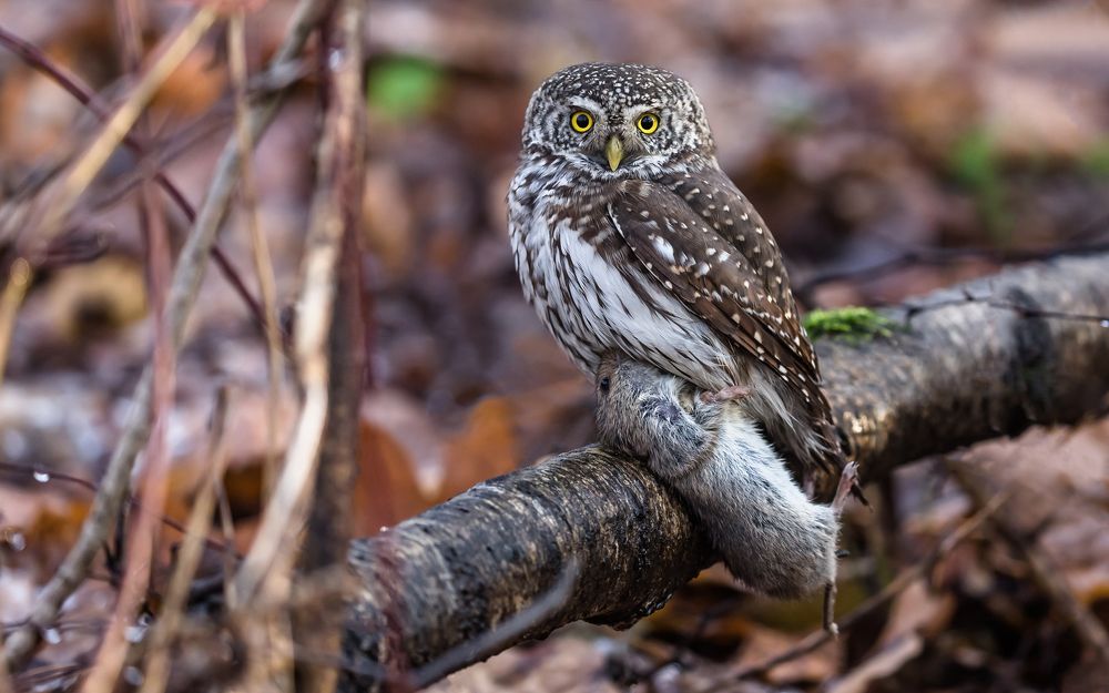 Фотография автора Victor Dubinkin