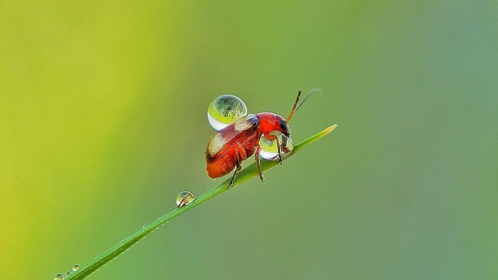 Photograph by Tinku Sardar