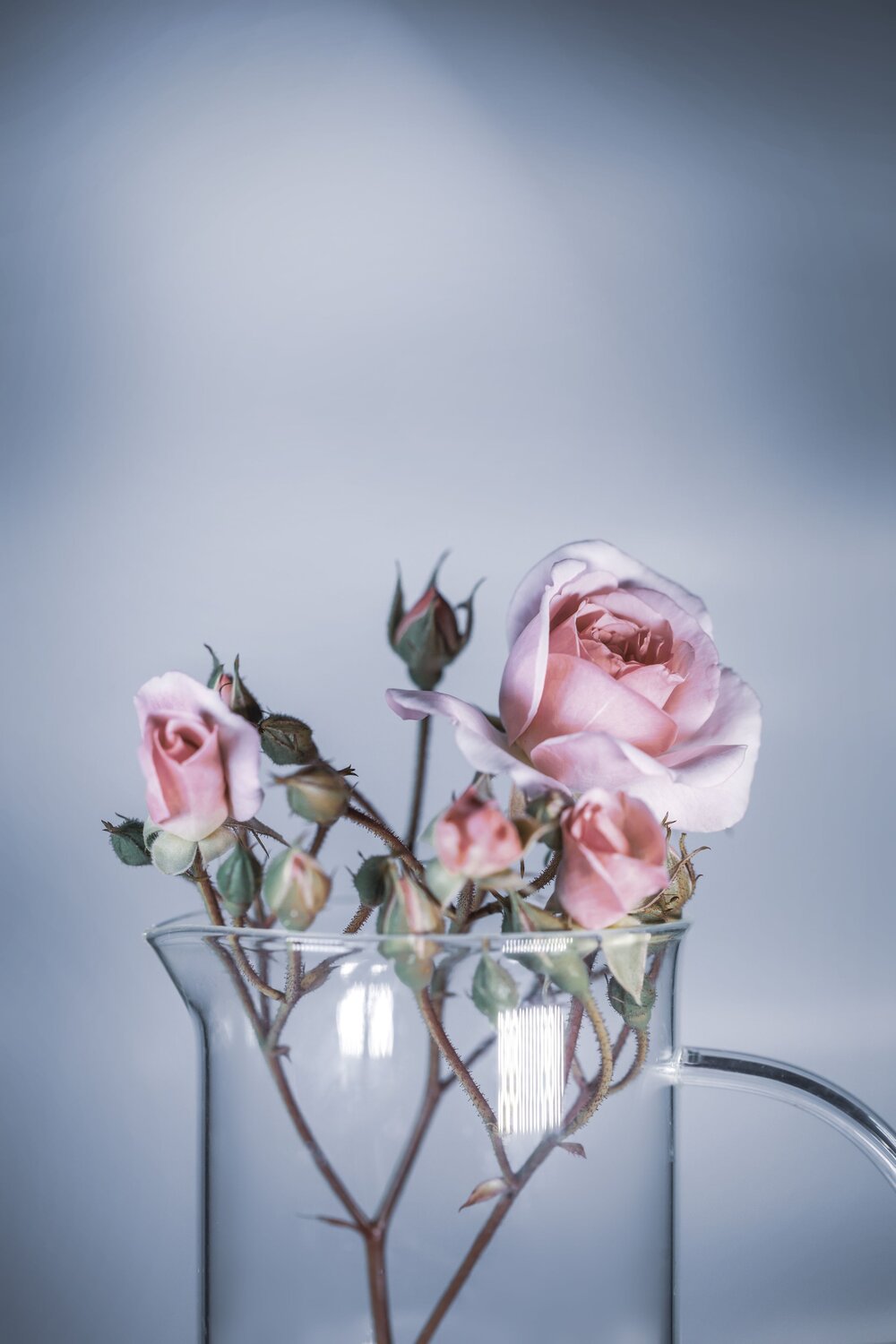 Fragility & beauty