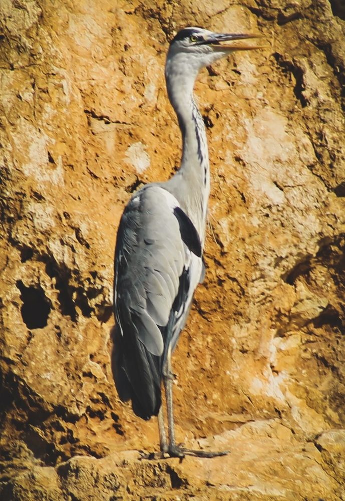 Photograph by Waleed Yousuf Alwahaibi