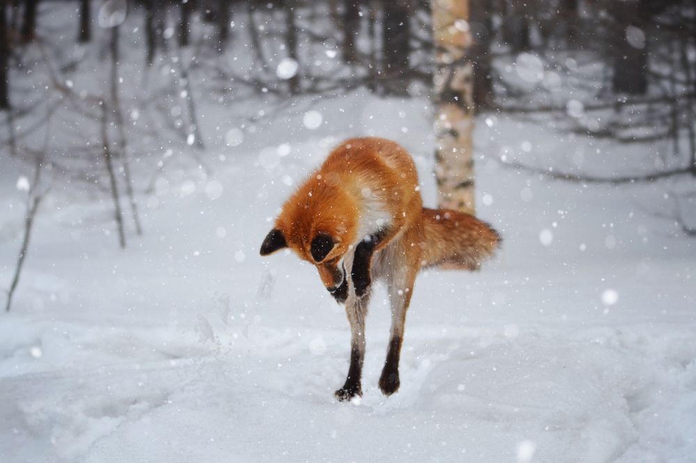 Photograph by Вероника Романенко