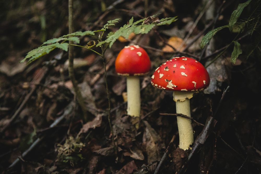 Photograph by Полина Ардашева