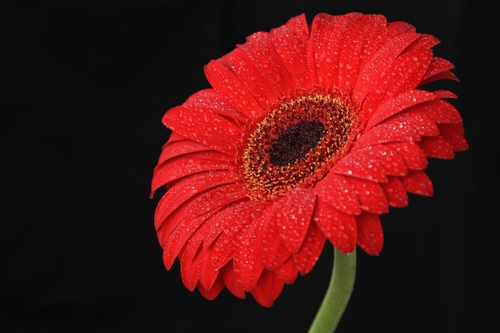 Photograph by Ольга Валерьевна Метлицкая