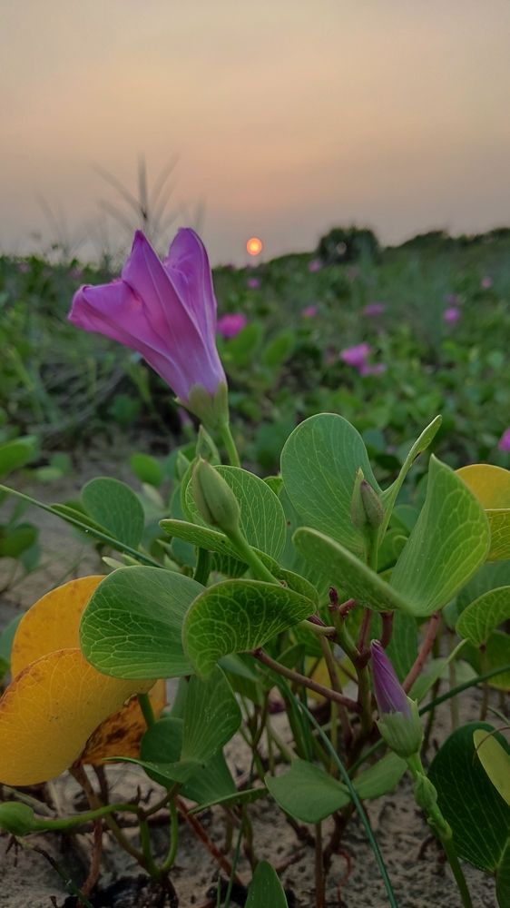 Photograph by KRISHNA REDDY