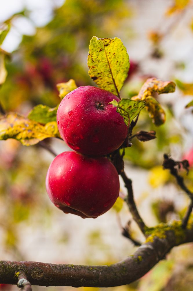 Фотография автора Ольга Войтехович
