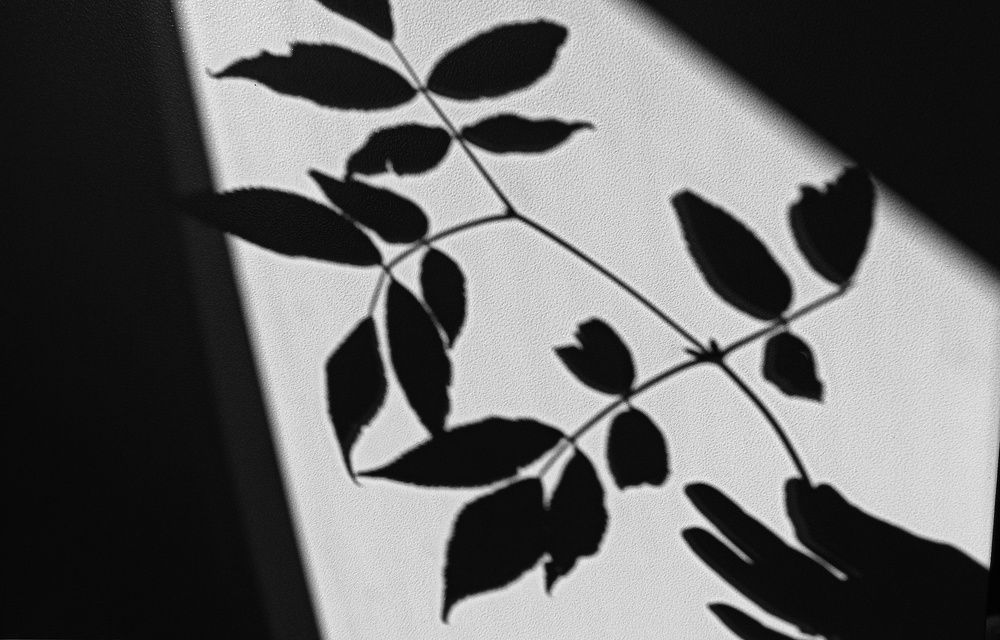 Ветка бузины