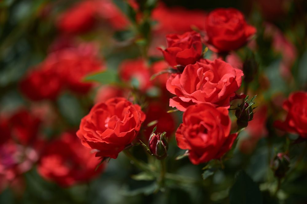 Photograph by Alla Matrosova