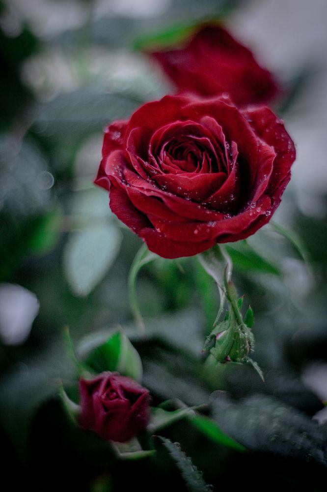 Photograph by Ekaterina Obuchova