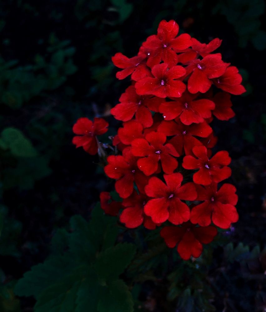 Photograph by Марина Георгиева