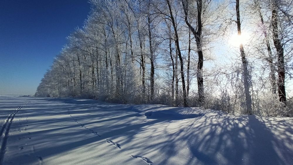 Морозный день