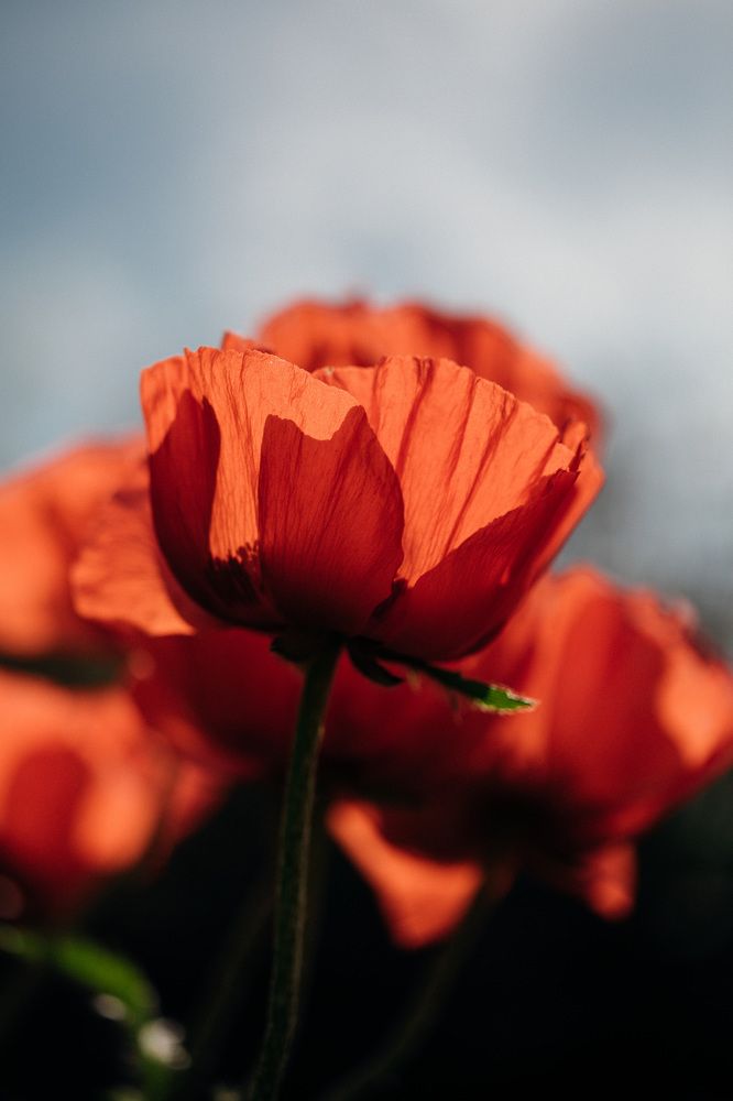 Маки и небо