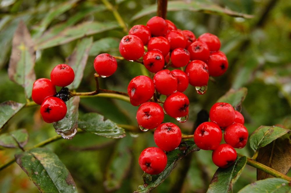 Photograph by Елена Немешаева