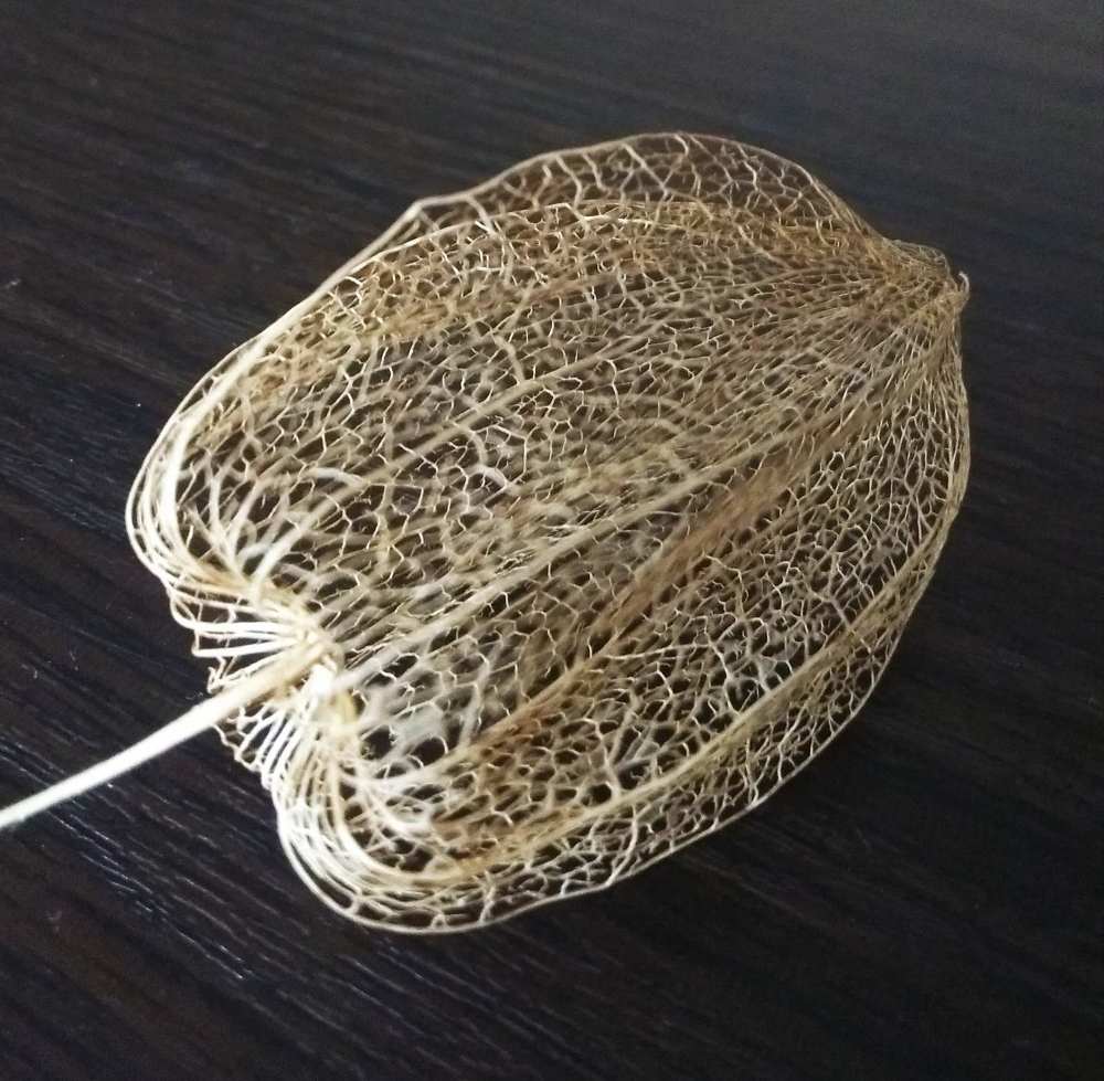 Фотография автора Галина Бобкина