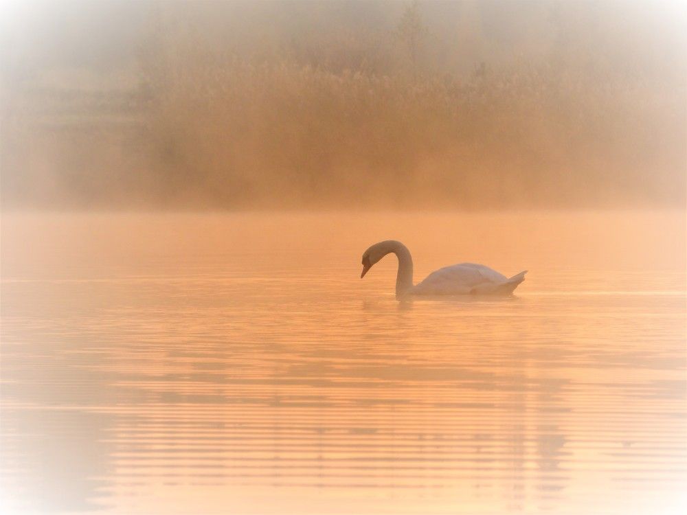 Photograph by Гузель Иванова
