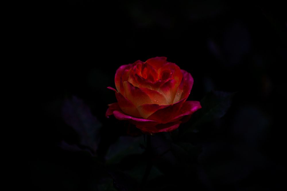 Photograph by Светлана Антонова