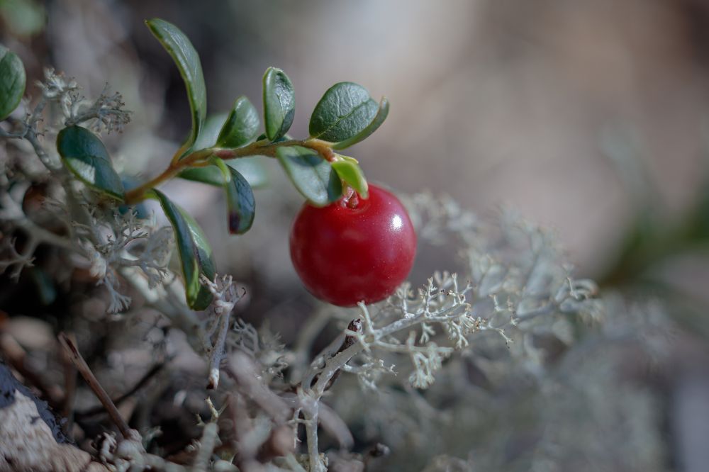 Photograph by Мария Казакова