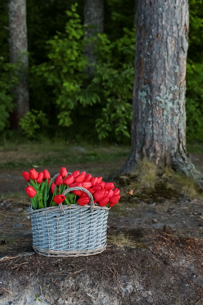 Photograph by Вероника