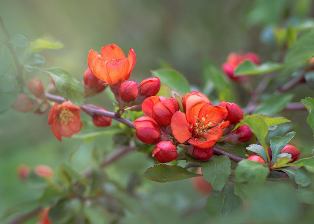 Photograph by Ольга Воронова
