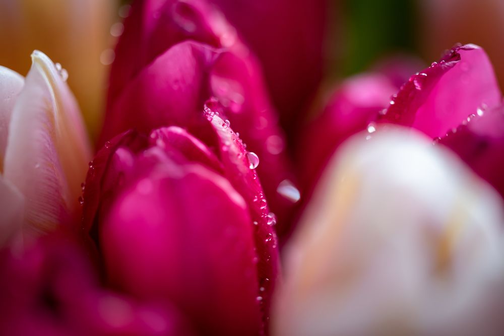 Photograph by Алексей Петров