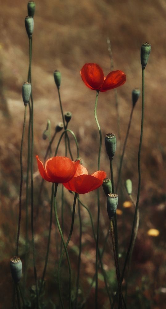 Photograph by Тамара Андреева