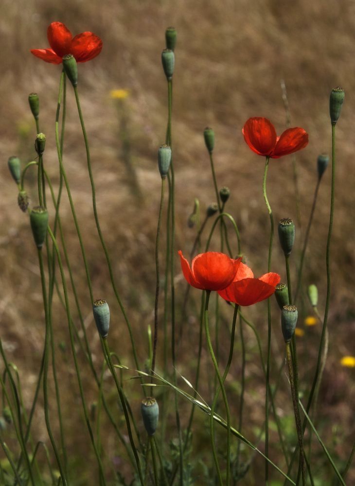 Photograph by Тамара Андреева