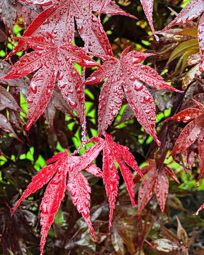 Photograph by Carlos