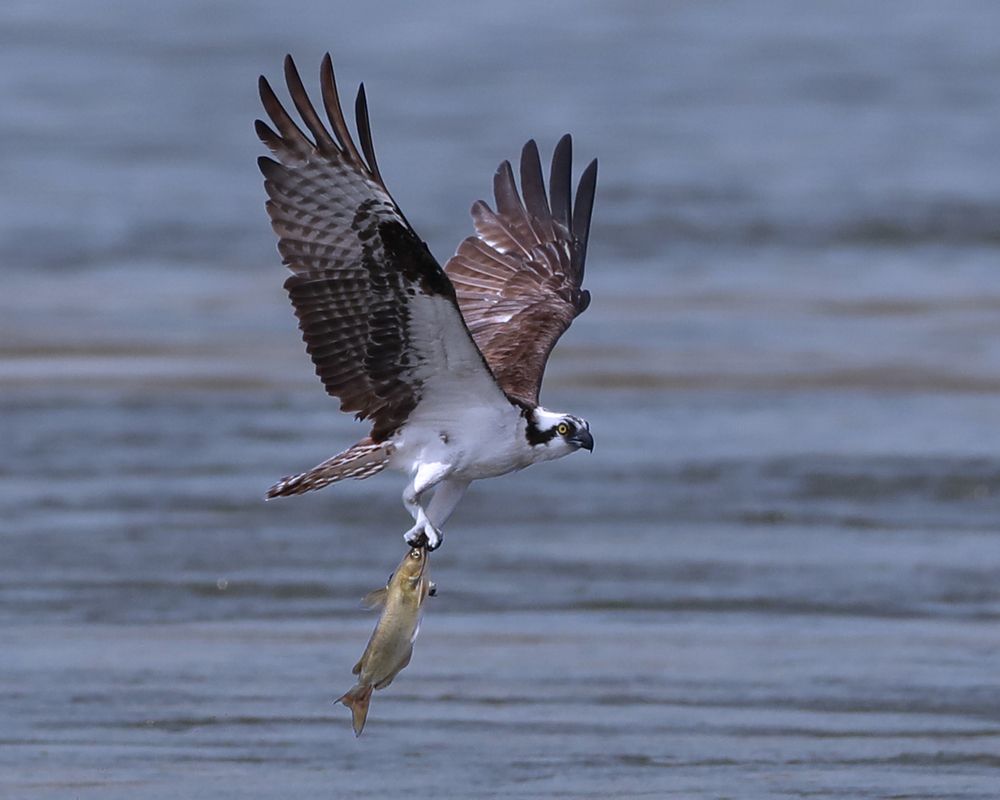 Фотография автора Mark Cavanah