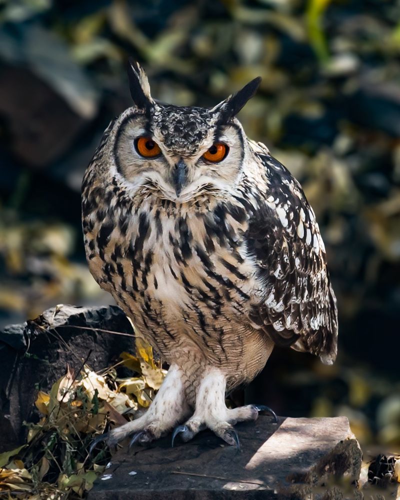 Photograph by ASHWINI BHONGE