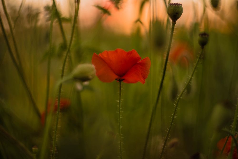 Photograph by Наталья Лещинская