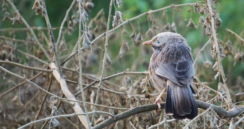 Photograph by Prabhu Viswanathan
