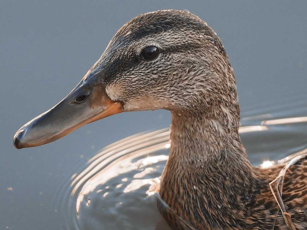 Photograph by Нурият Аллаярова