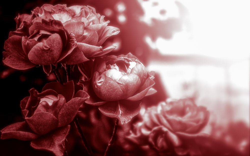 Photograph by Javad zavvar